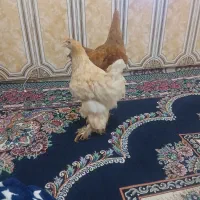 باسلام 2عدد مرغ برهما