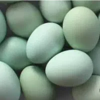 تخم مرغ سبزنطفه دار وکرکشو لاکندزی وبرهما واورکانا