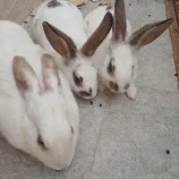 خرگوش