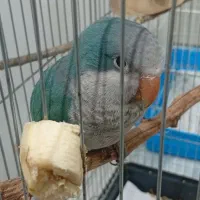 طوطی راهب آبی