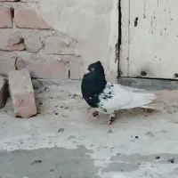 کفتر کله سیاه
