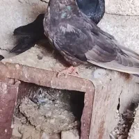 زاغ
