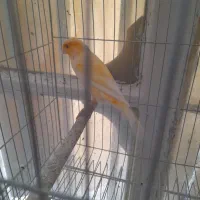 ۵ماده اماده زادتدار مخصوص جوجه گیری