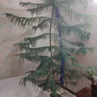 فروش کاج مطبق