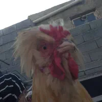 خروس گم شده هرکس پیدا کنه 3 ملیون میگیره