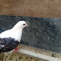 کفتر