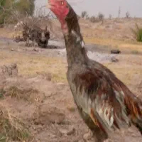 خروس میانوالی فروشی