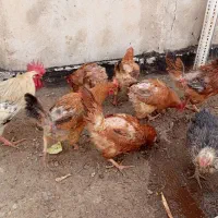 خروس ومرغ