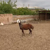 بره ماده قزل افشار ،بهترین جنس