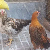 مرغ و خروس