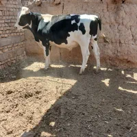 گوساله نر