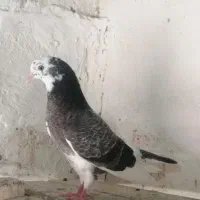 کبوتر