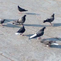 کبوتر دم سفید