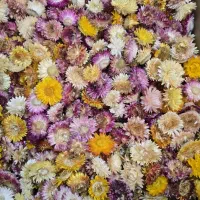 فروش گل مینا