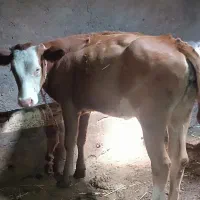 شش عدد گوساله ماده نژاددار سمینتال وهلندی