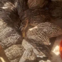 بلدرچین ۴۰ روزه