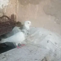 شکلاتی نر الماسی ماده