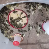 جوجه بلدرچین و مرغ و بوقلمون
