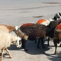 6میش ابستن و 1کاور