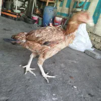 مرغ لاری جون تازه ب تخم اومده