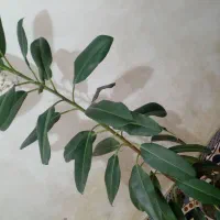 فیکوس