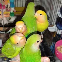 برزیلی دستی کوتوله رنگ خاص