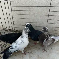 کبوترمفلق