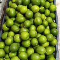 لیمو شیشه درشت
