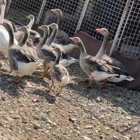 غاز سالم