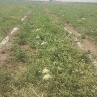 هندوانه به شرط دراگون
