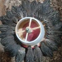 بلدرچین