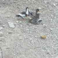 اردک جوجه