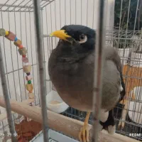 مرغ مینا سخن گو