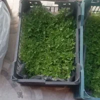 شتل گوجه‌فرنگی