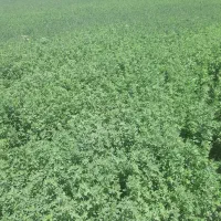 فروش یونجه بسته ای ۹۰سانتی ۶۰۰هزار  کیلویم ۳۵هزار