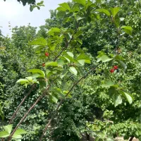 فروش-باغ-550-متری-laquo-کهنز-raquo