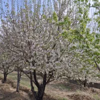 باغ درختی در بهترین لوکیشن نمازگاه با استخر و برق
