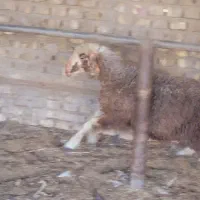 گوسفند تغل