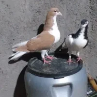 کفتر|پرنده|سبزوار, ایزی شهر|دیوار