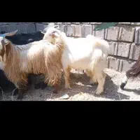 17تاکهره درجه یک