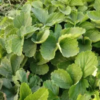 بوته توت فرنگی سابرینا وکاماروسا درجه یک