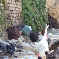 مرغ وخروس