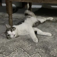 گمشده