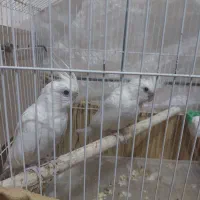 عروس هلندی آلبینو