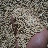 فروش جو دیم