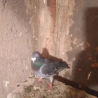 دو‌عددکبوتر‌مثل‌عکس‌ها