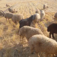 بزغاله