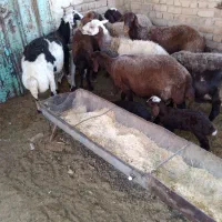 گوسفند درمزرعه