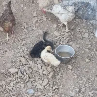 دو عدد اردک سرحال