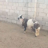 قوچ درشادگان